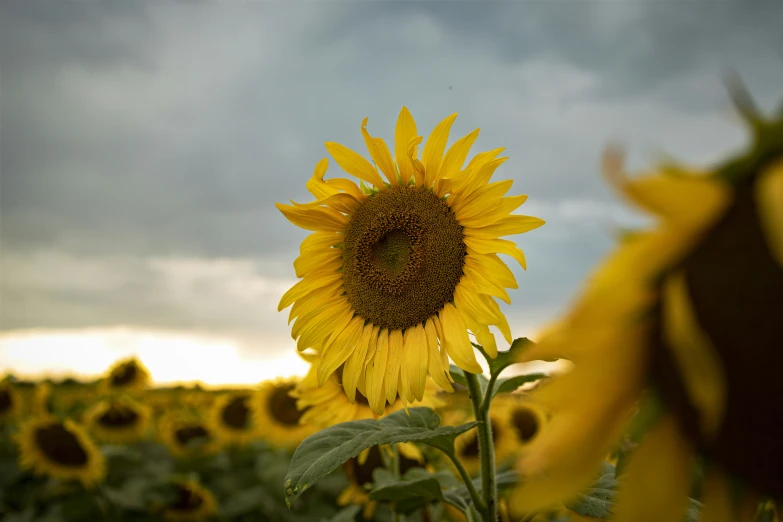 sunflower standing in a field with dark clouds