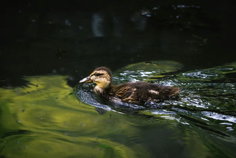 the baby duck is floating in a small pond