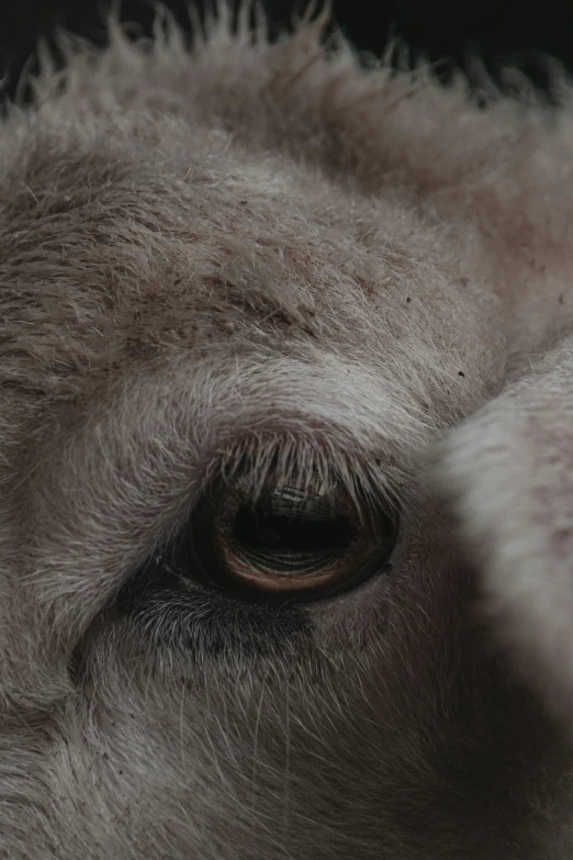 the nose of an animal with large eyes