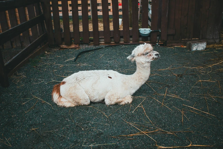 a llama is laying in an area that has wooden fence, along with some grass and straw