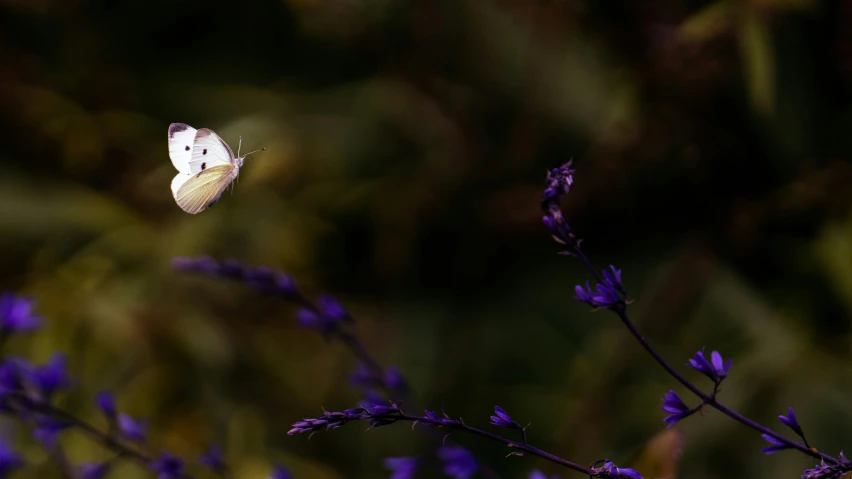 a erfly flying high up above a flower