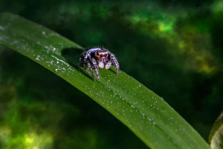 a close up of a large spider on a leaf