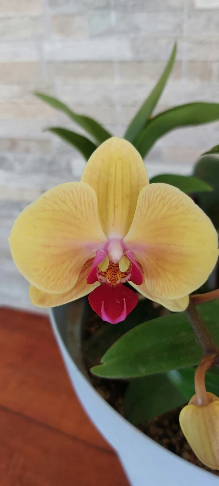 a yellow flower with pink tips is on the table