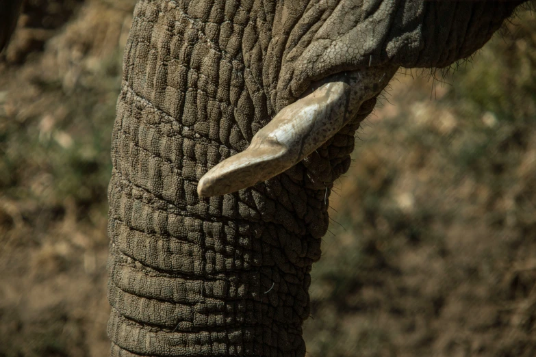 the trunk of an elephant that has a piece of fabric on it