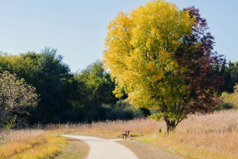 an autumn tree along a path with a bench in the foreground