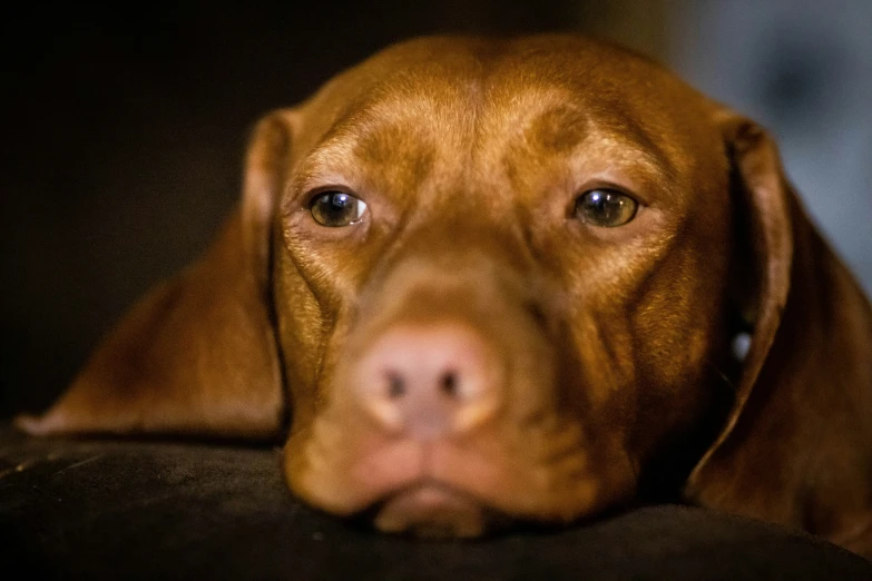 brown dog laying down next to the edge of a wall