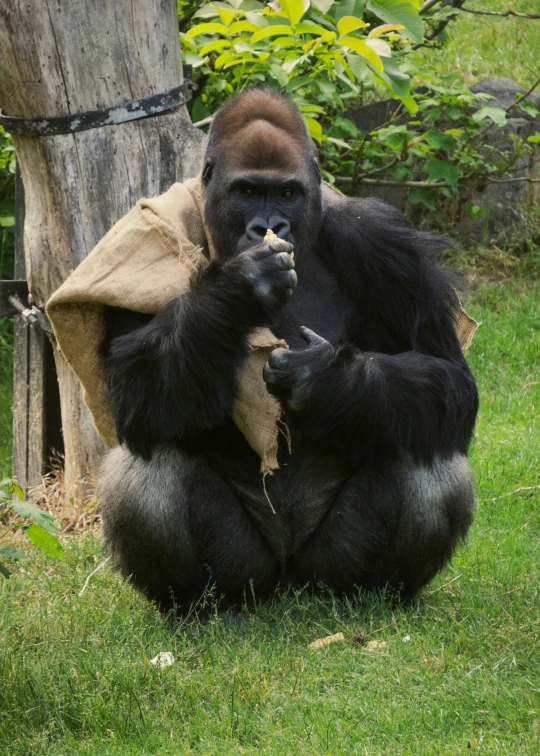 a big gorilla sitting with its foot in its mouth