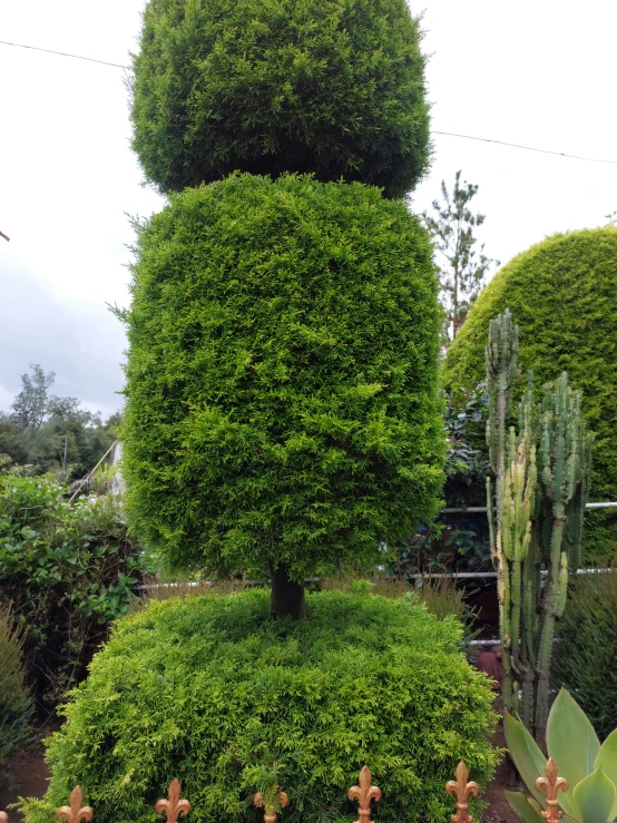 a tree has grown into a small plant