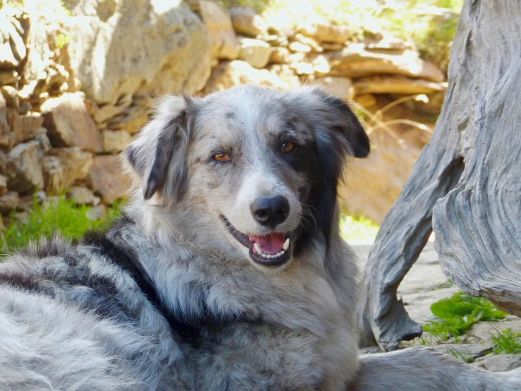 a dog that is laying down near some rocks