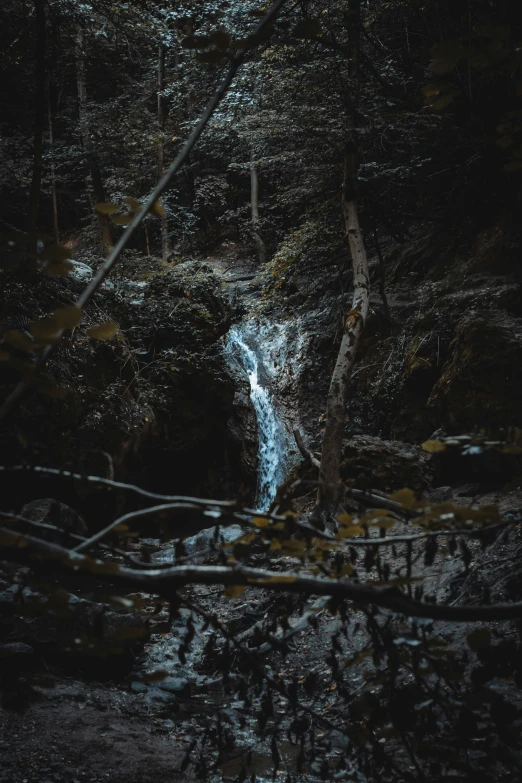 there is a little stream running in the middle of trees