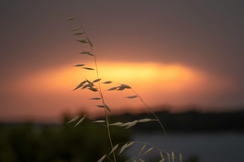 some plants and grass at sunset by water