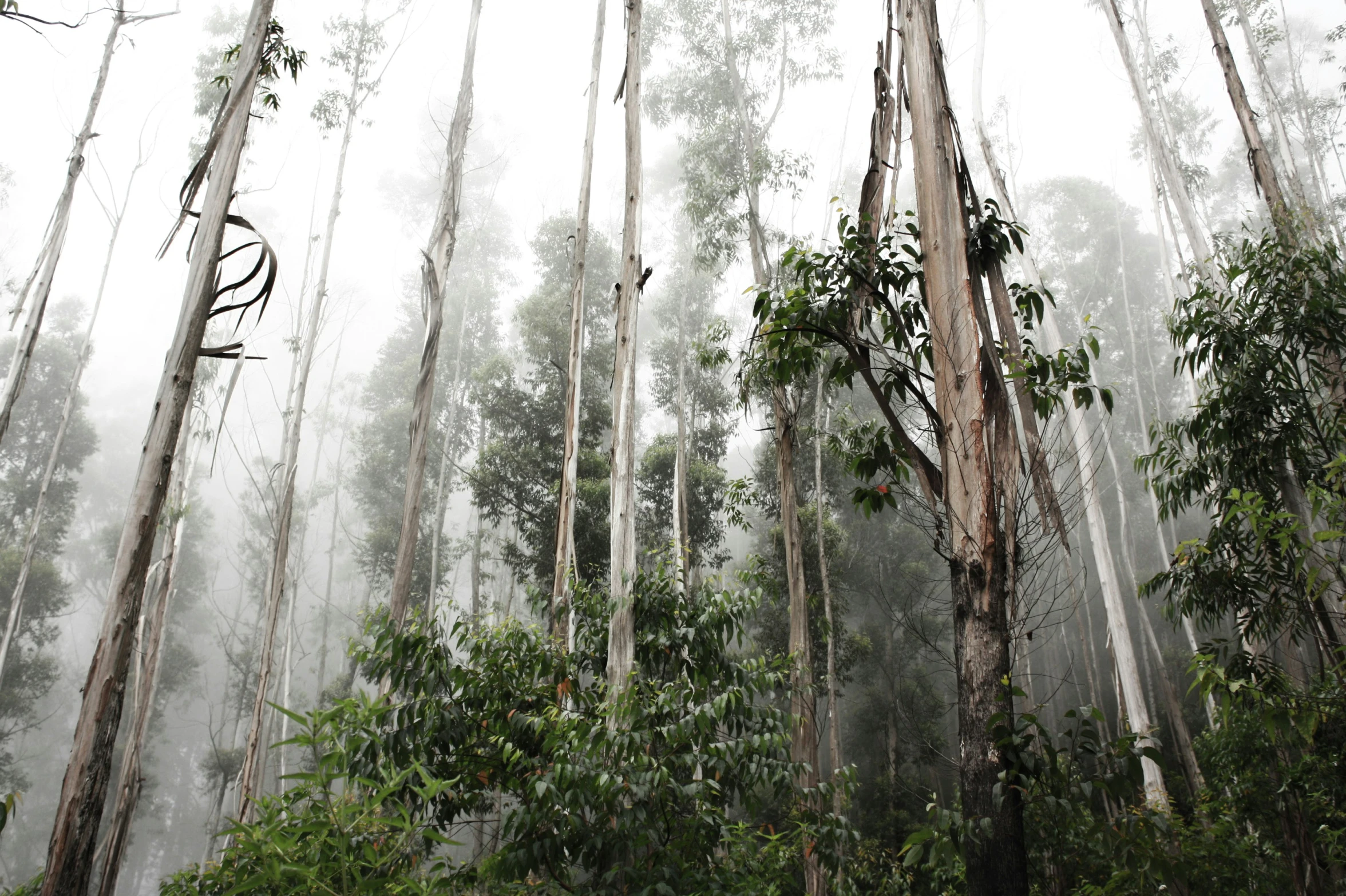 a dense forest filled with tall trees covered in fog