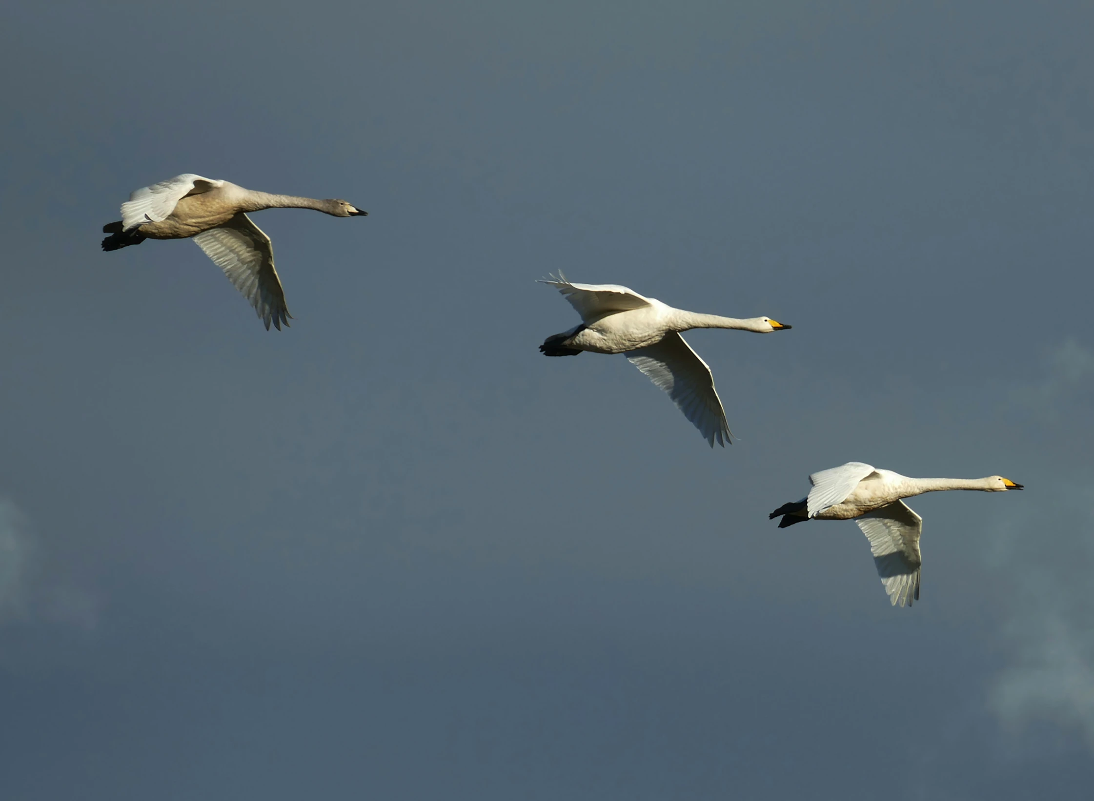 three swans fly through the air against a cloudy blue sky