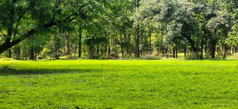 an image of a field with trees in the background