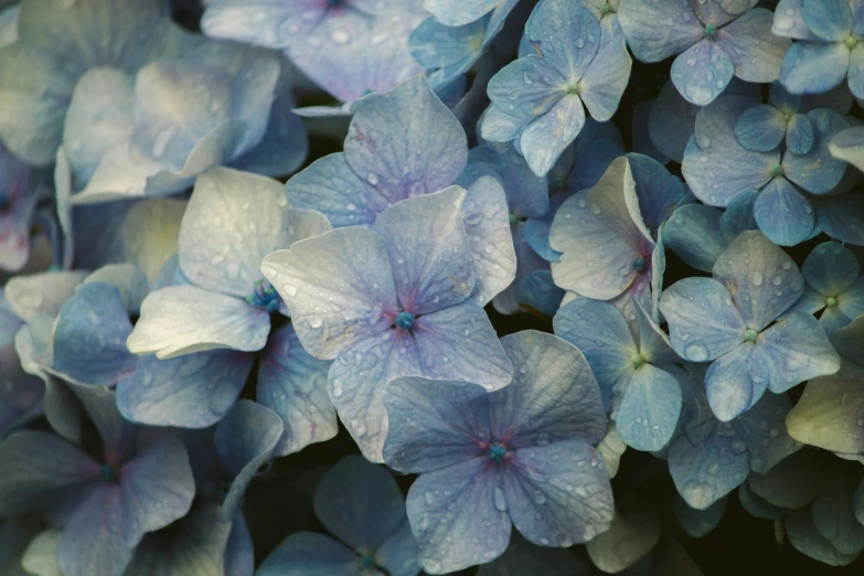 blue flowers with pink centers are in bloom