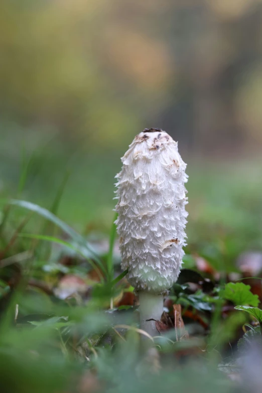 an adorable little mushroom is sitting in the grass