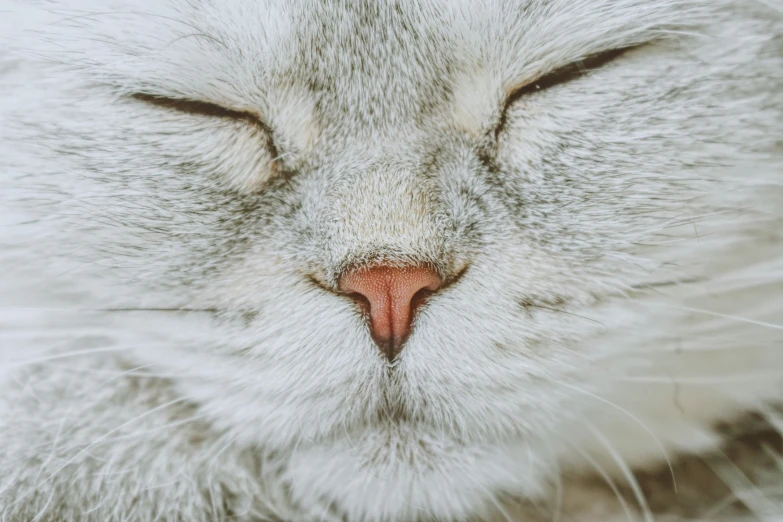 a close up s of a cat's face and nose