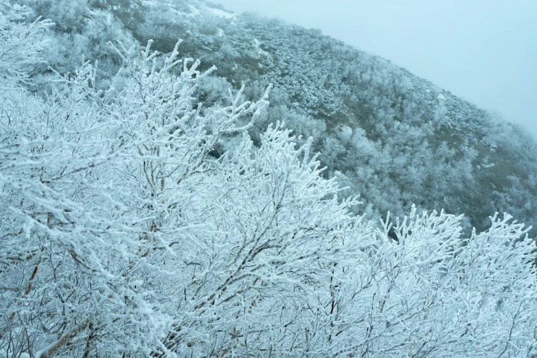 the snow covered trees are up on the mountainside