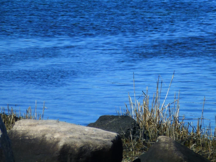 an elephant eating grass by the edge of a lake