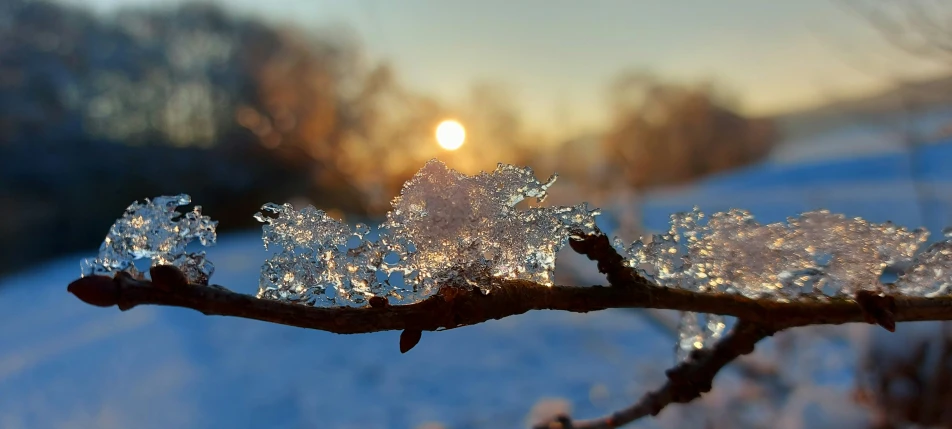 snow covered nches with the sun behind them