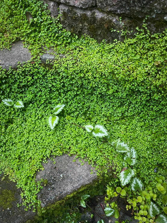 a large amount of vegetation is growing on the rock