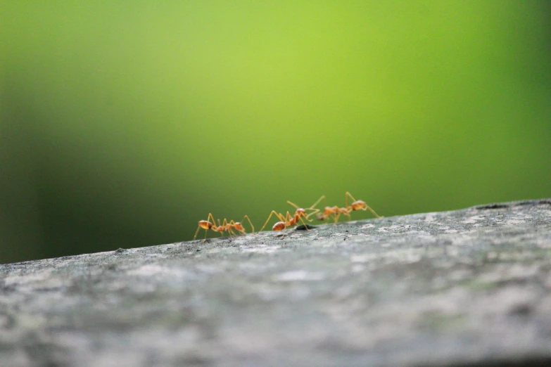 two small ants that are standing on a piece of wood