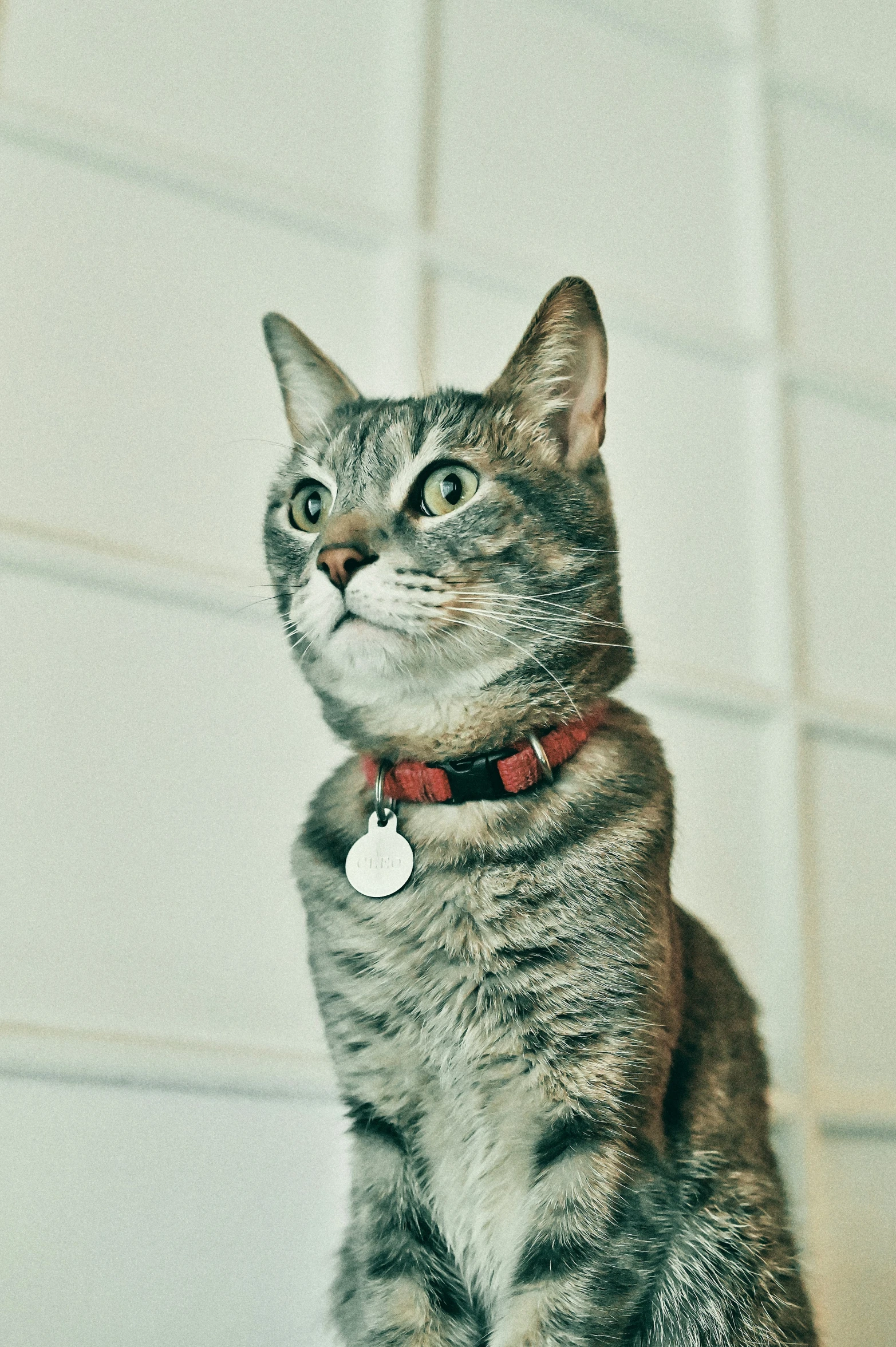 a striped cat looks up as he sits