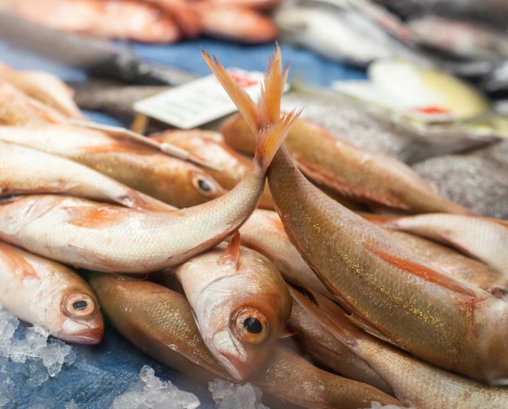 several pieces of fish are lying next to each other