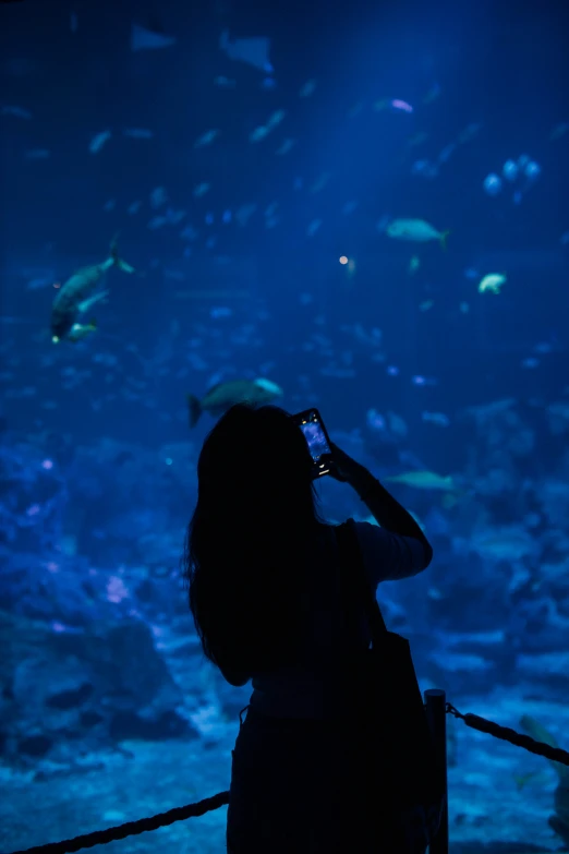 a person is taking a picture of some fish