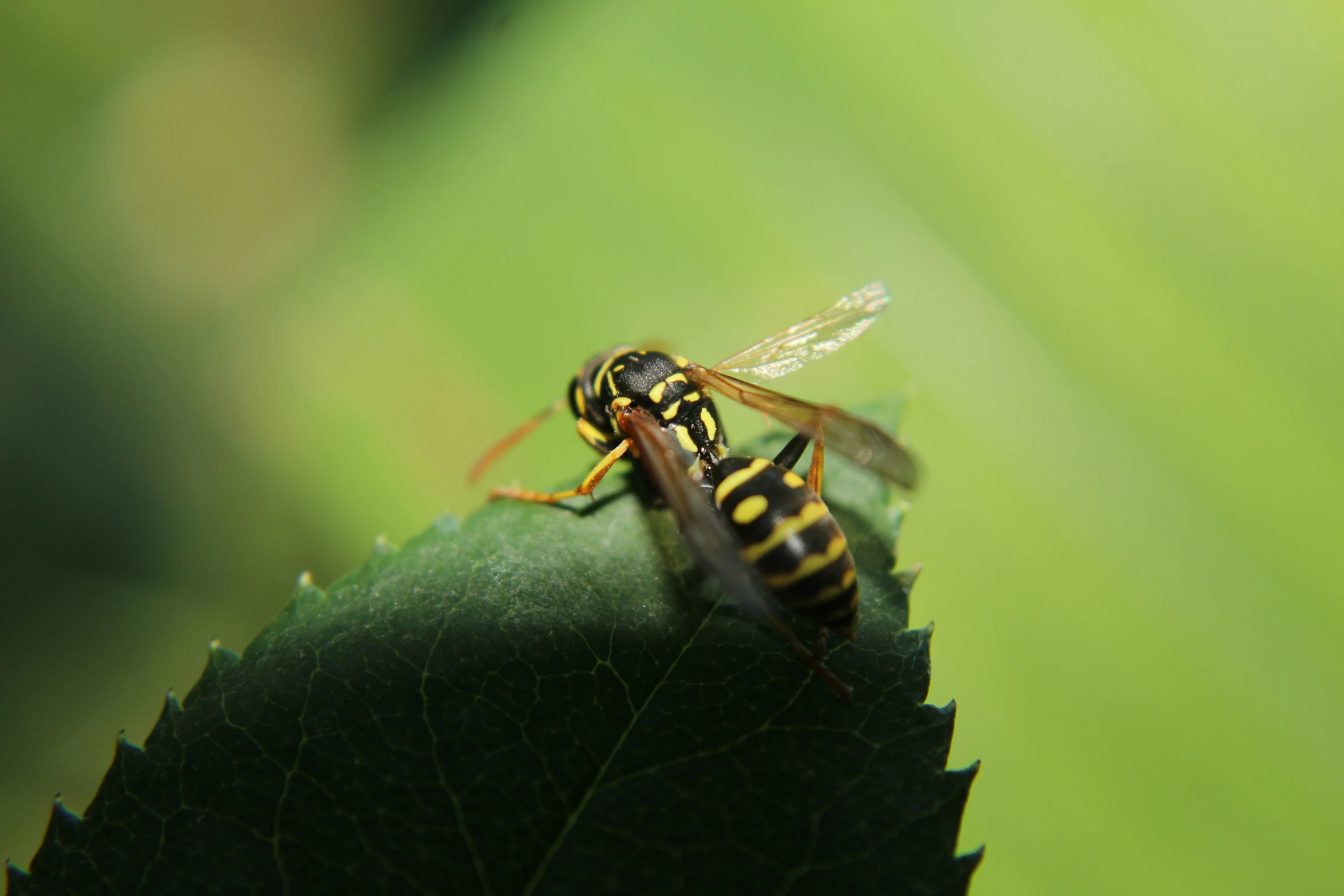 a black and yellow insect on green leaf