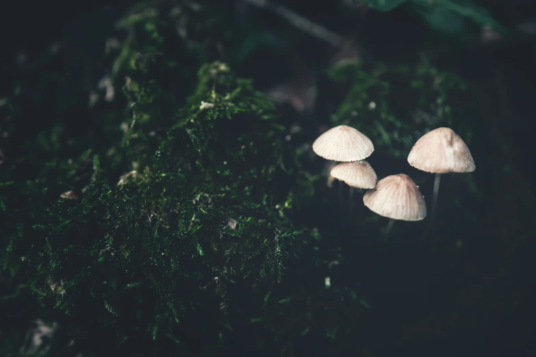 three little white mushrooms that are on the moss