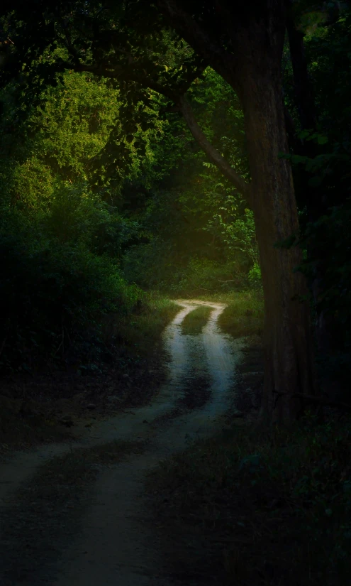 an empty road near a forest lit up with sunlight