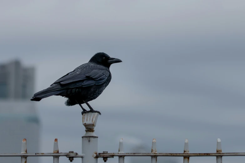 a crow that is perched on top of a post