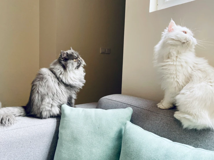 two cats sitting on the arm of a couch facing away from each other