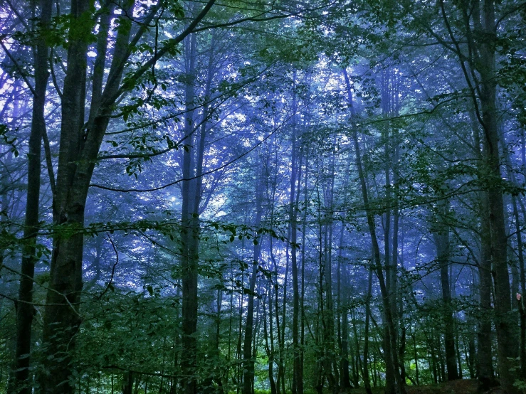 a forest with very tall trees and many leaves