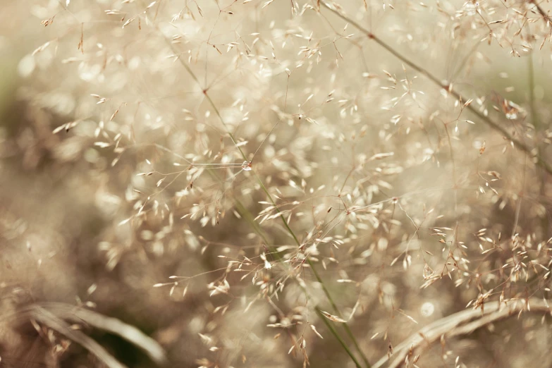 plants growing in the middle of a forest with water droplets