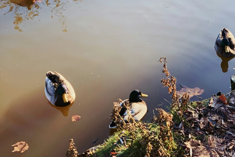 several birds are floating on top of a lake