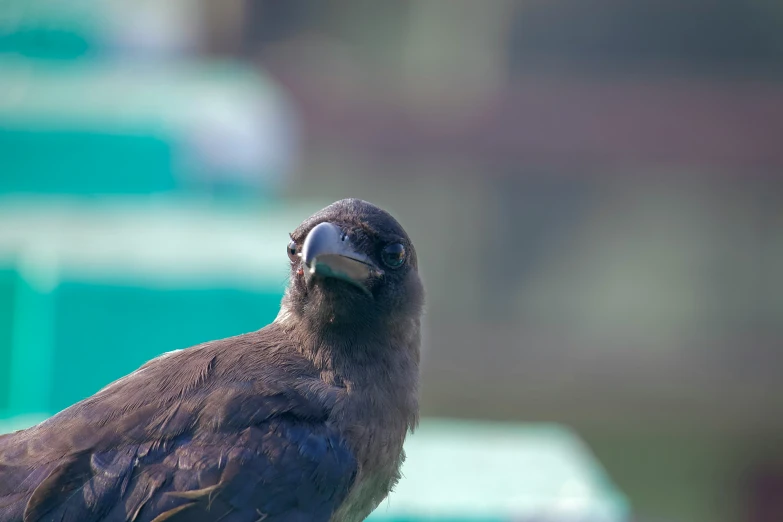 a bird sitting on top of a persons hand