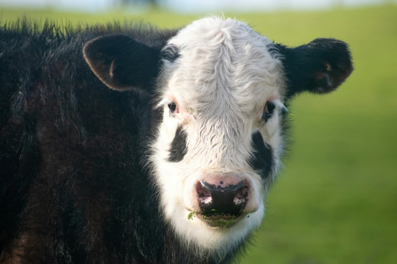 a black and white cow with a brown spot on it's face