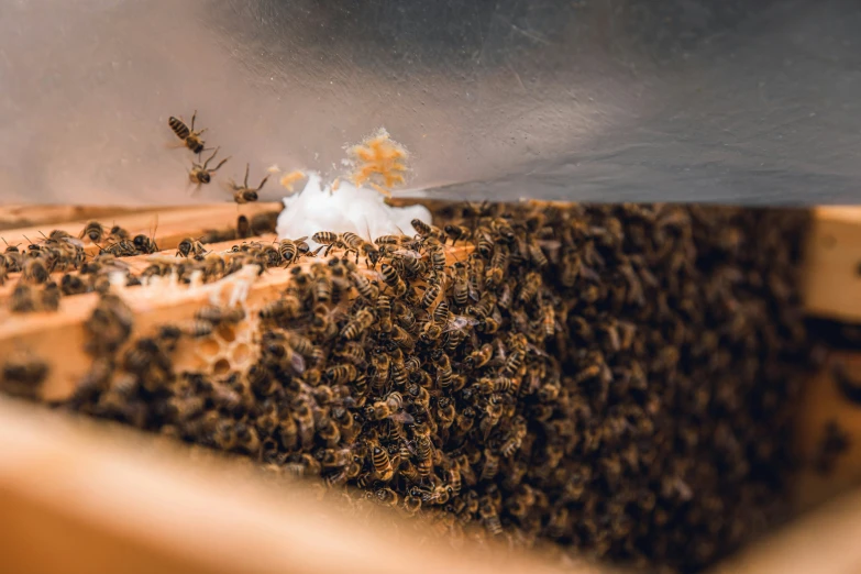 the bees are trying to get the nectar off the honey