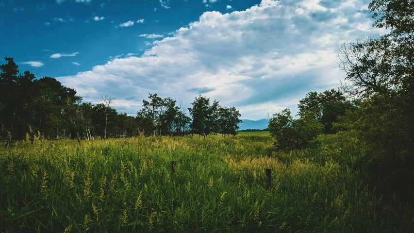 a field that has some grass in it