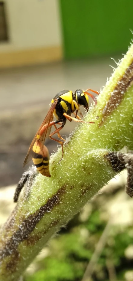 a large black and yellow insect is on a twig