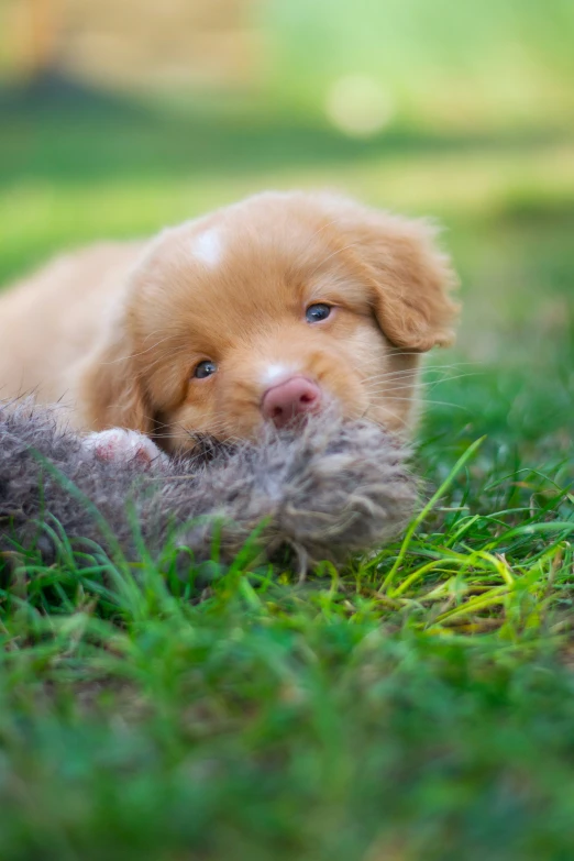 a small puppy laying in the grass with a kitten nearby