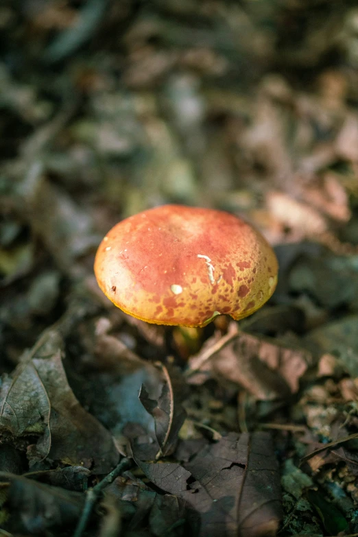 a closeup of a small mushroom sitting on the ground