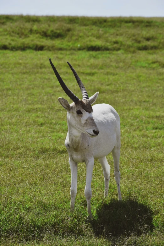 an antelope standing in an open field with its large horns out