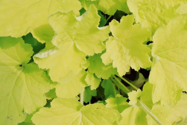 there is a very large plant with yellow leaves