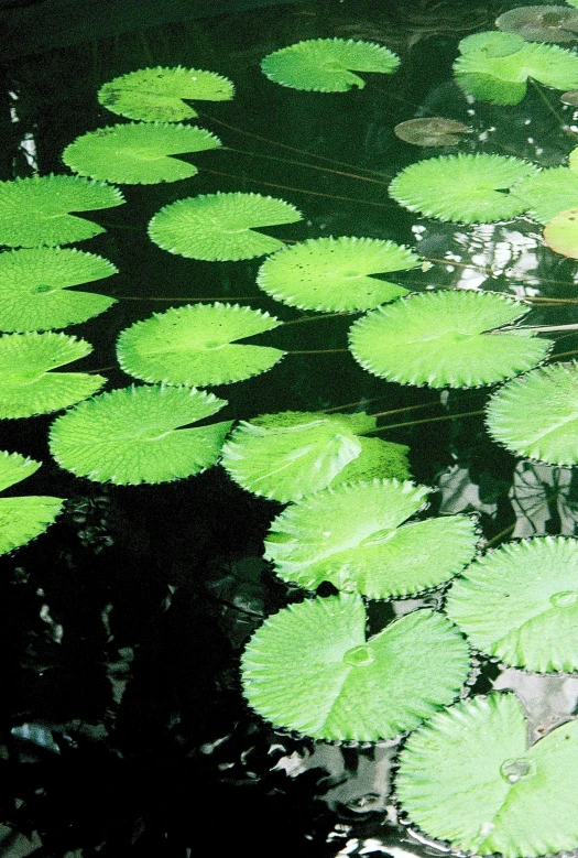 the water lilies are green and lily pads