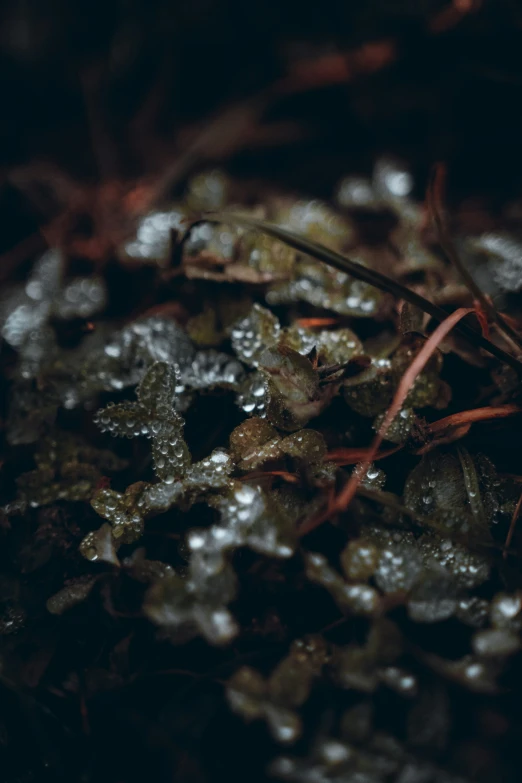 a close up view of a ground that has little flowers on it