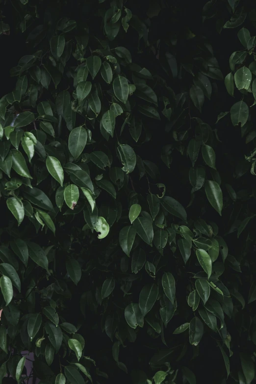 leaves and nches from a tree can be seen against a dark background