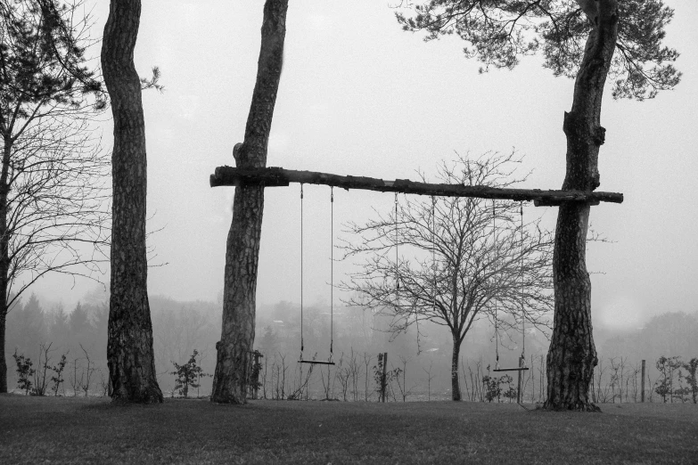 a tree swing is in the fog and the leaves are dead